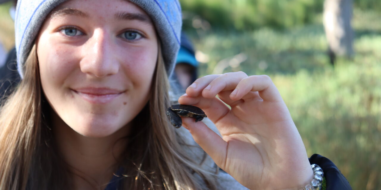 Huge season for turtles at Gunbower