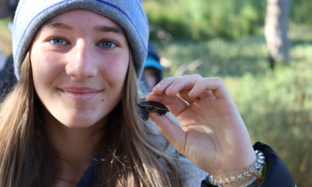 Huge season for turtles at Gunbower