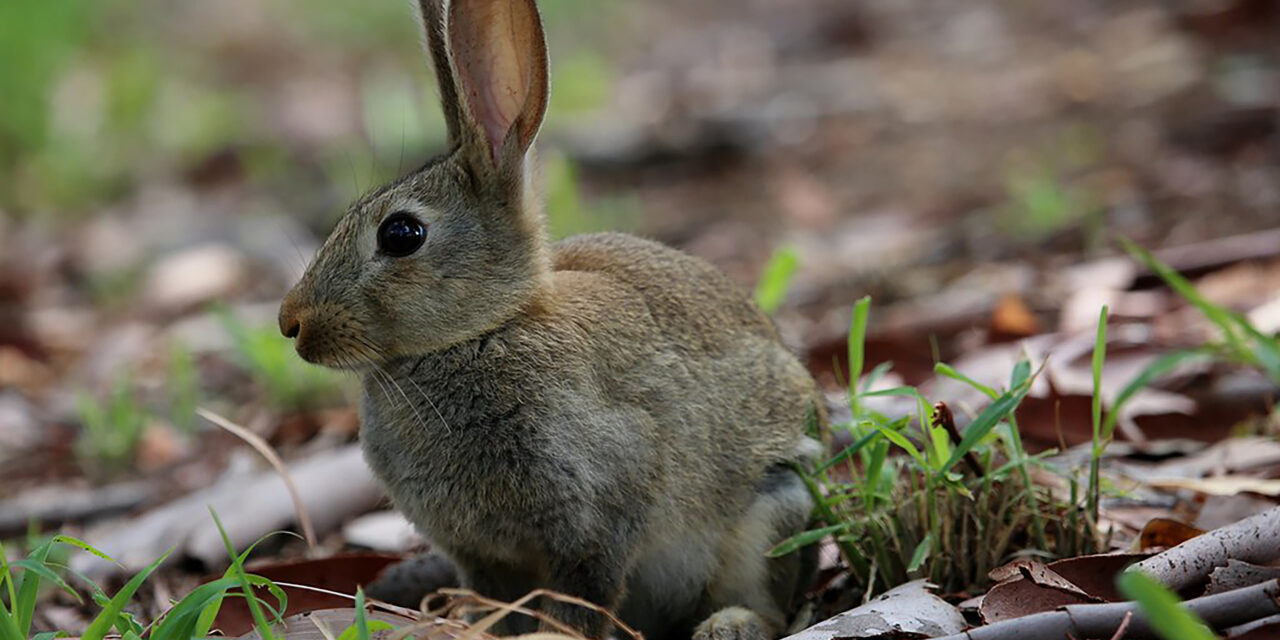 Taking control of rabbits