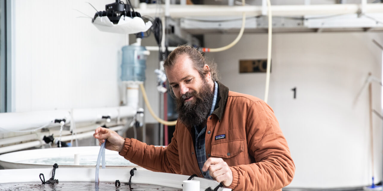 Methane-busting seaweed scales-up