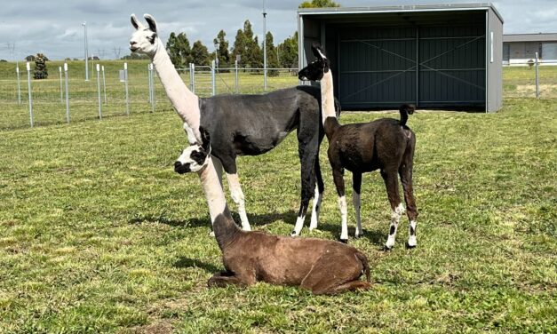 Llamas fly to Oz