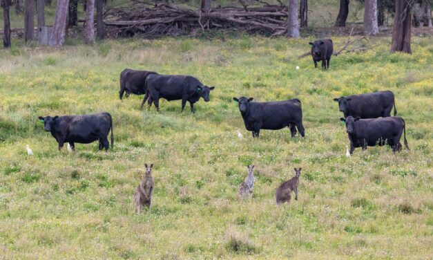 Hop into kangaroos