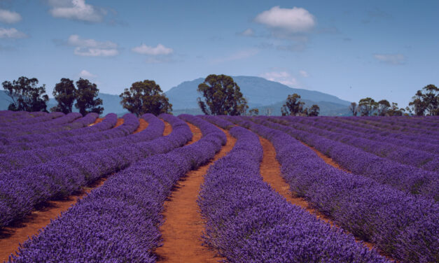 Don’t sleep on the potential of lavender