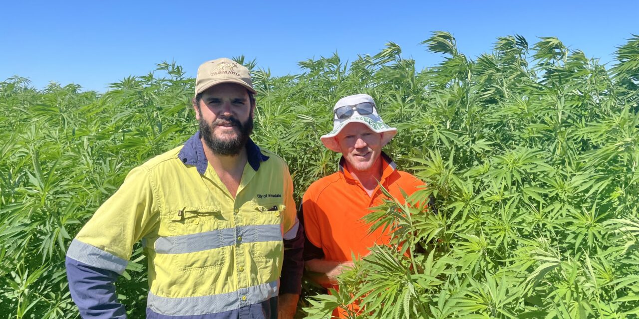 Digging into growing hemp