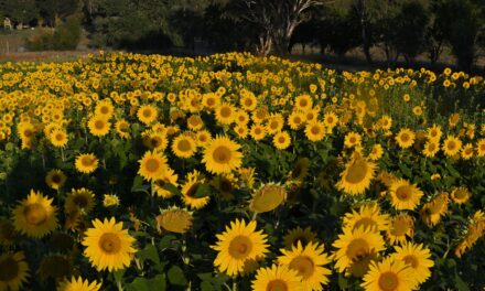 Sunflowers a-maze in the city