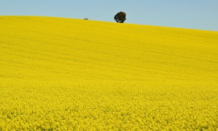 Green fuel cash injection prepares for take-off