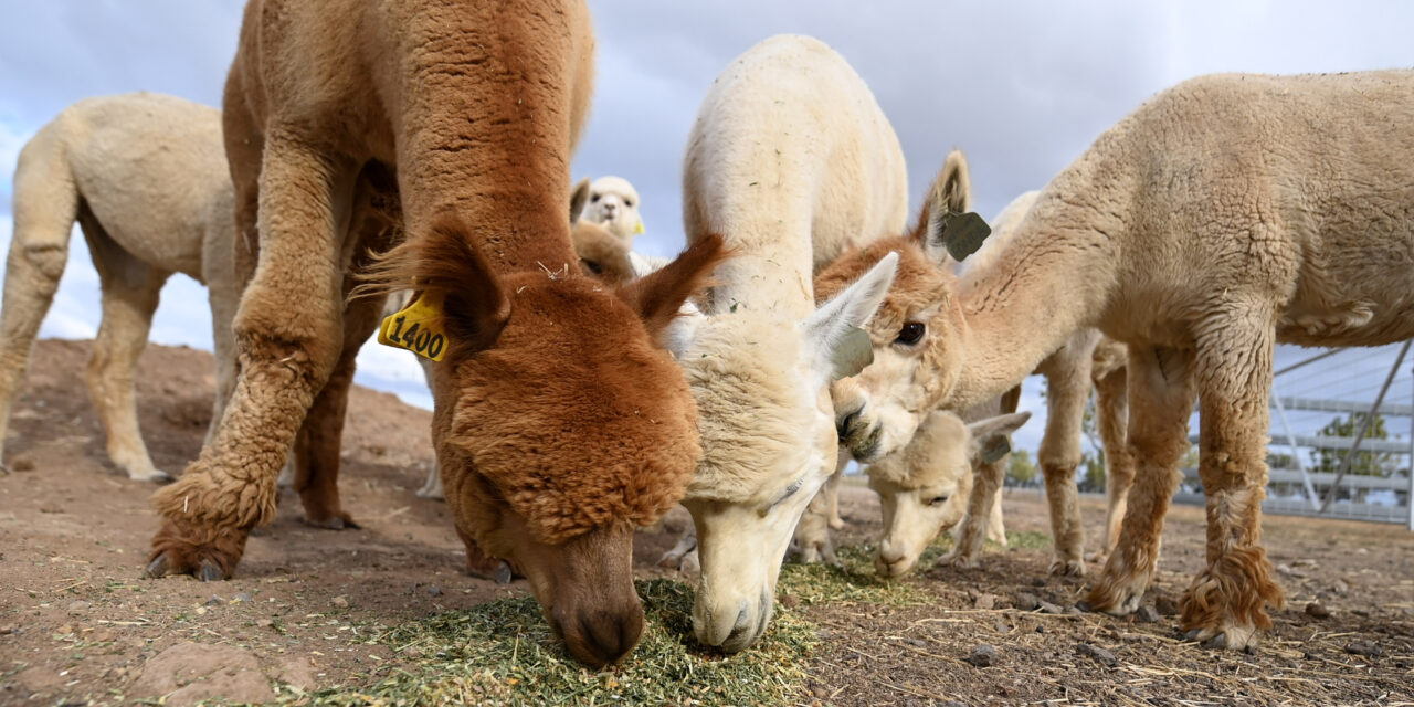 Alpaca farm is packing a mighty punch