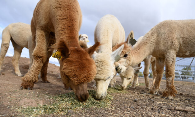 Alpaca farm is packing a mighty punch