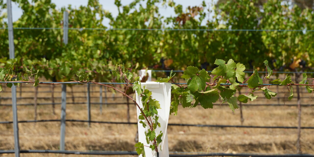 A fine blend of science and vines