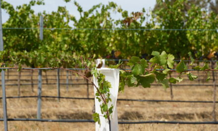A fine blend of science and vines