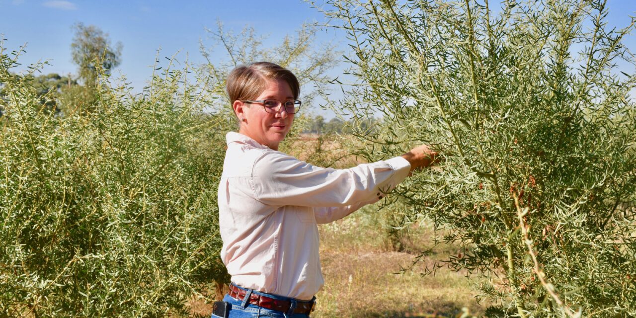 Sowing seeds in business