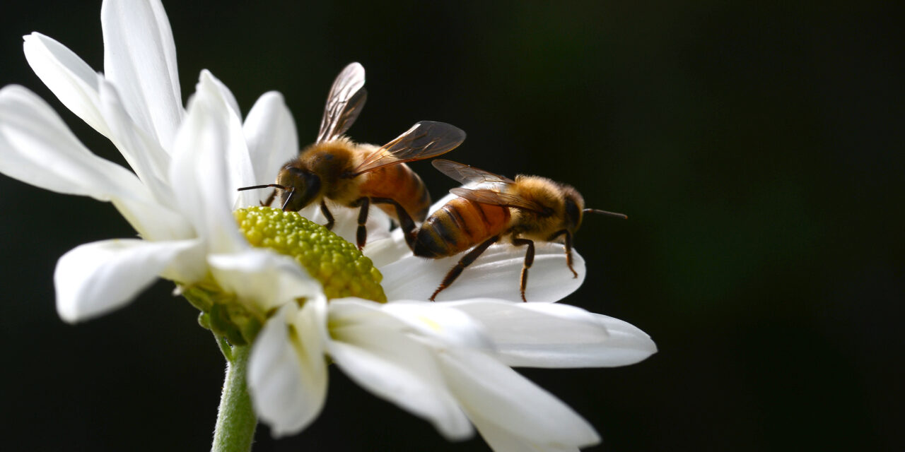 Varroa mite impacts pollinators
