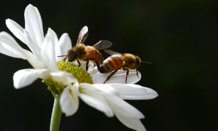 Varroa mite impacts pollinators