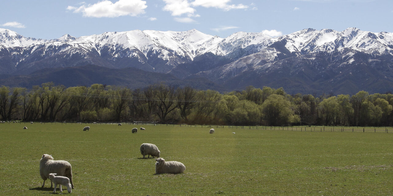 Humans gaining on sheep