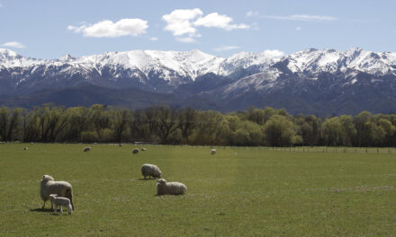 Humans gaining on sheep