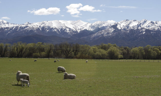Humans gaining on sheep