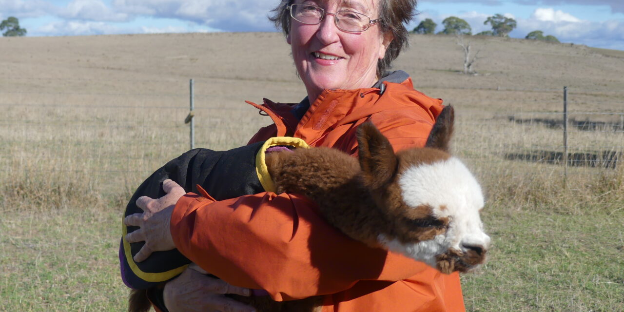 No llama drama, as Australian alpacas pack a punch