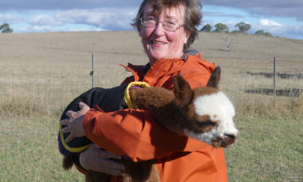 No llama drama, as Australian alpacas pack a punch
