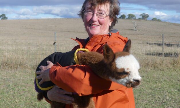 No llama drama, as Australian alpacas pack a punch