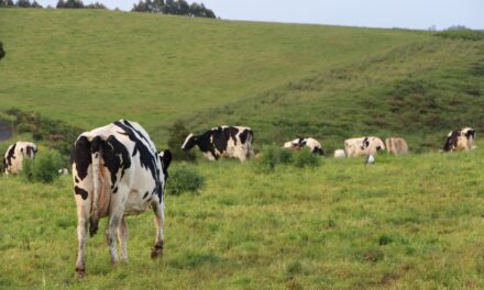 Support for farmer groups