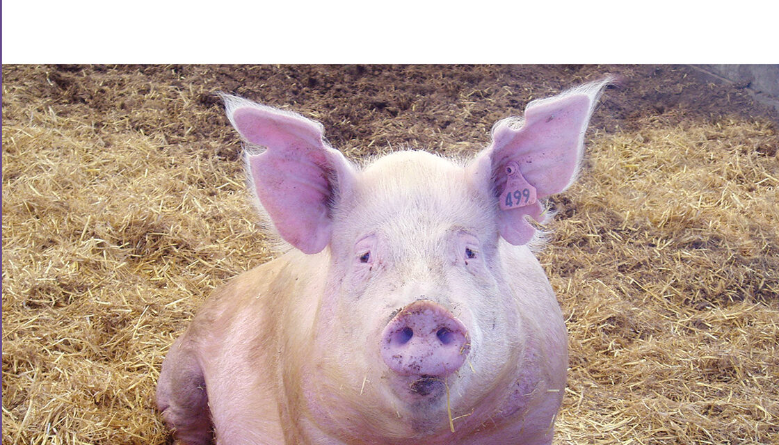 PIG AGSKILLS