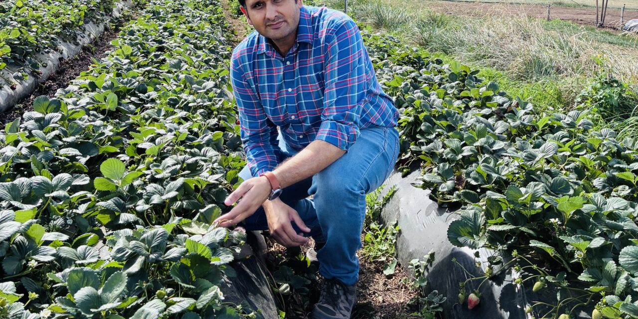 Weed control boosts crops