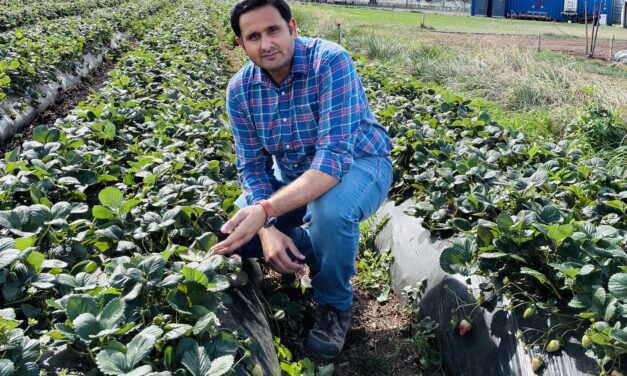 Weed control boosts crops