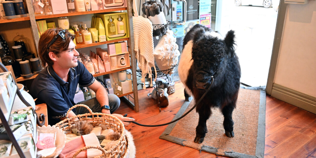 A real bull in a china shop