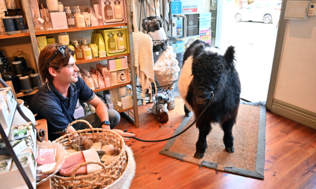 A real bull in a china shop