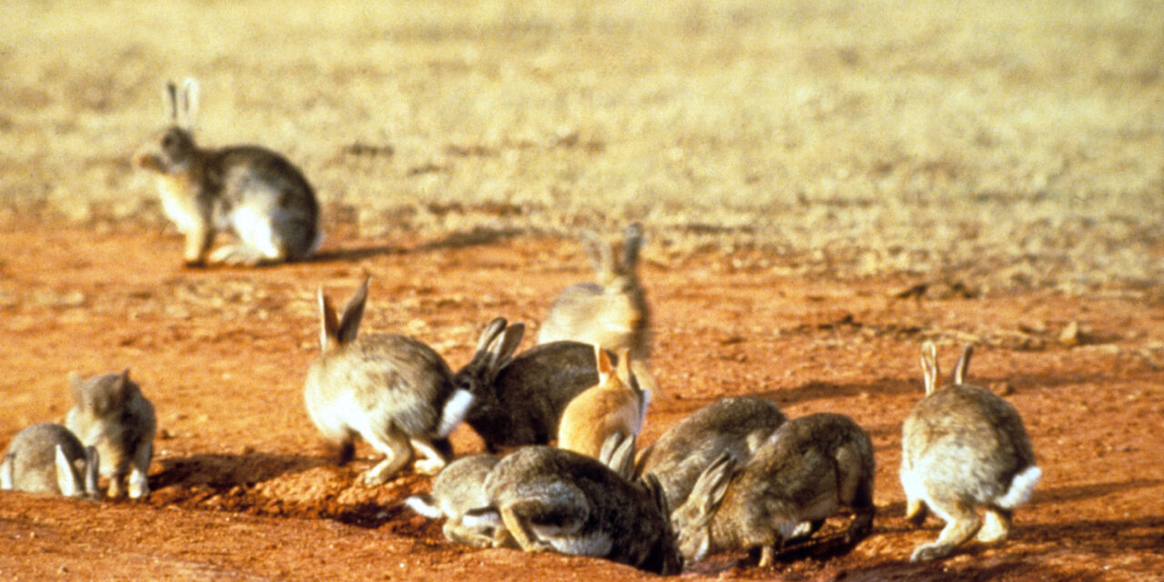 Rabbit plague looms amid calls for new biocontrols