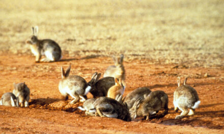 Rabbit plague looms amid calls for new biocontrols