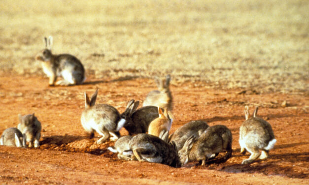 Rabbit plague looms amid calls for new biocontrols
