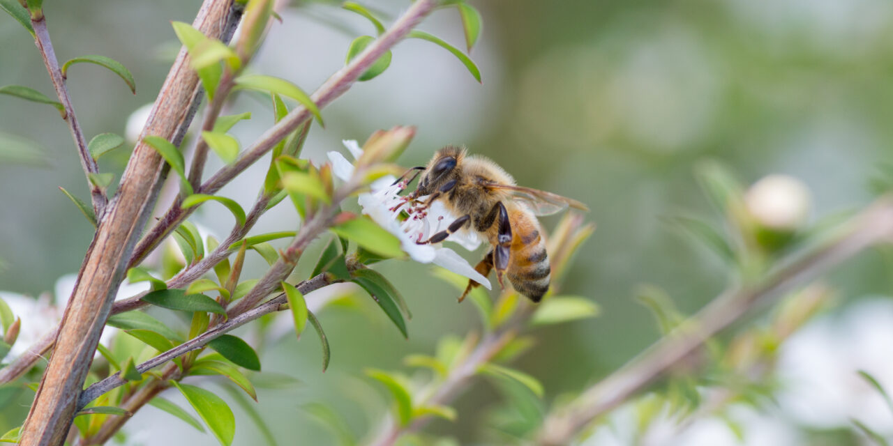 Varroa threat remains