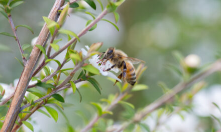 Varroa threat remains