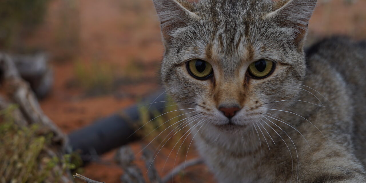 Pests to cost $30 billion a year