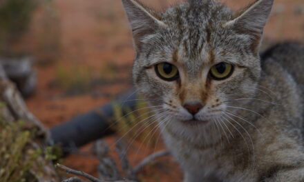 Pests to cost $30 billion a year