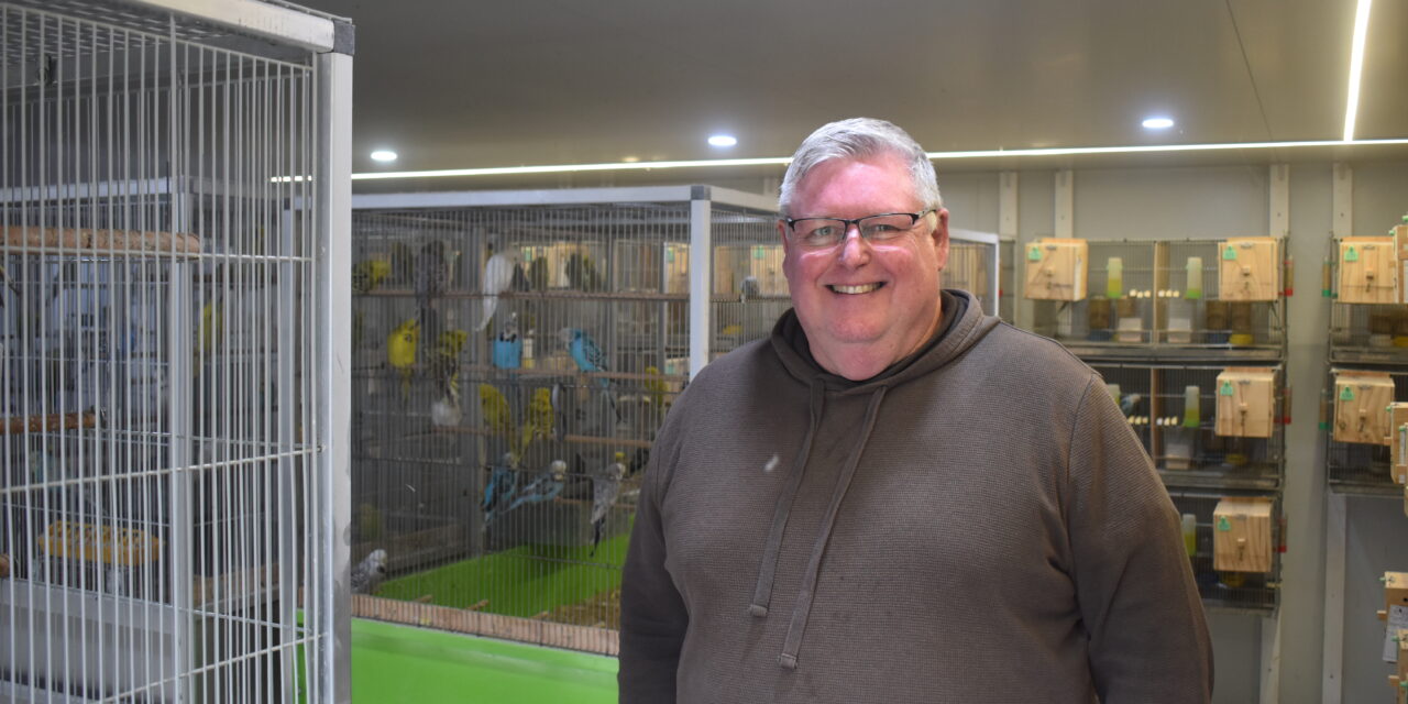 Budgies take wing