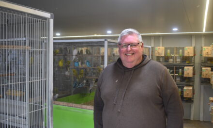 Budgies take wing