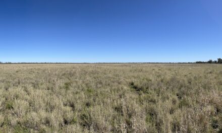 Reawakening ancient grains