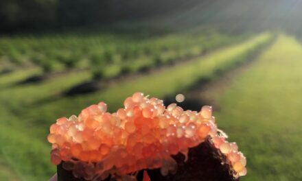 Quest to get back on top