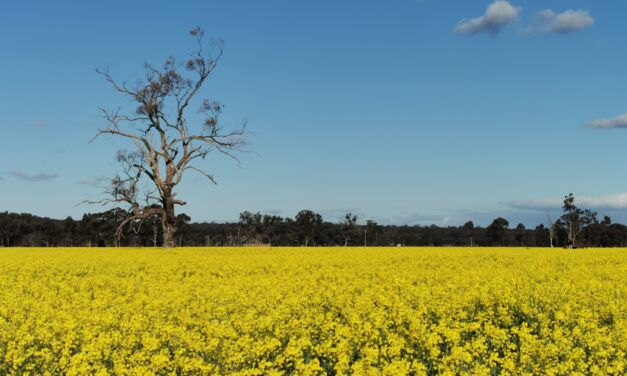 Crop spins tourism gold
