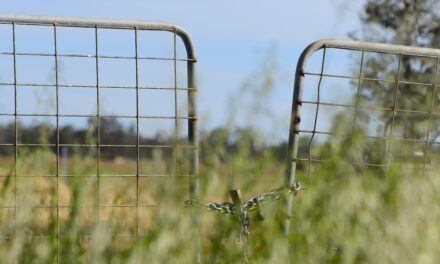 Mixed outlook for year ahead