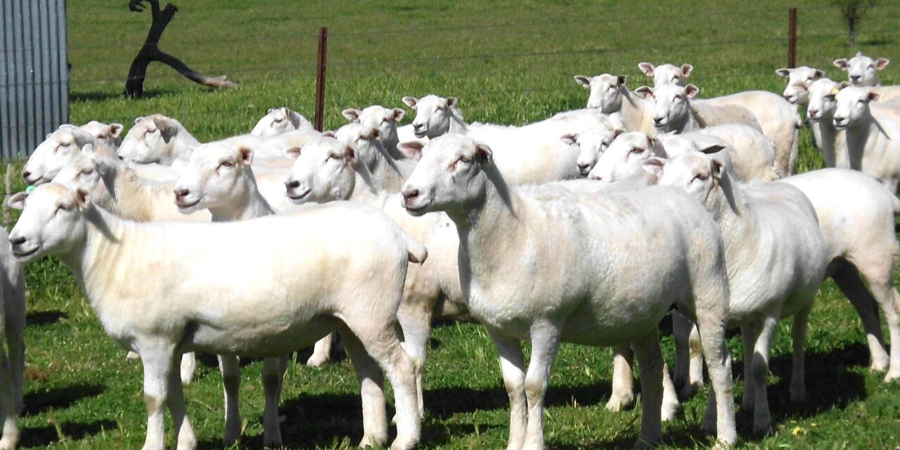 Why more small farmers are choosing Wiltipolls