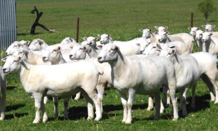 Why more small farmers are choosing Wiltipolls