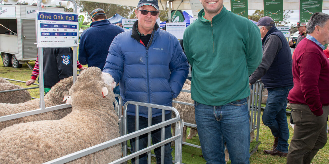 Big crowds flock for sheep expo’s return