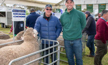 Big crowds flock for sheep expo’s return