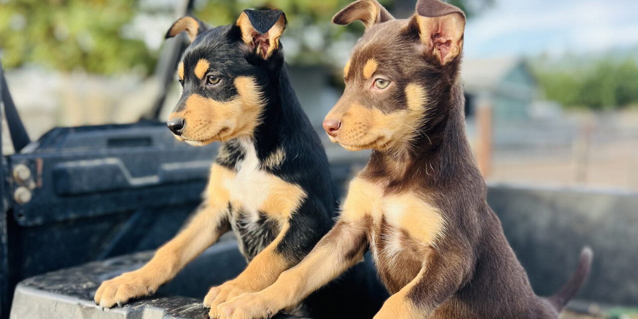 A window in to life on the land