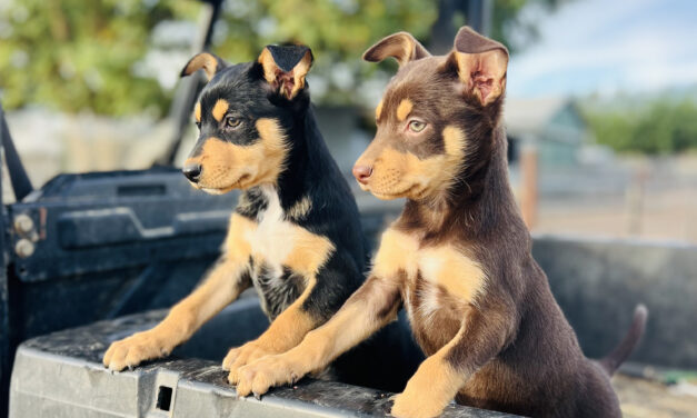 A window in to life on the land