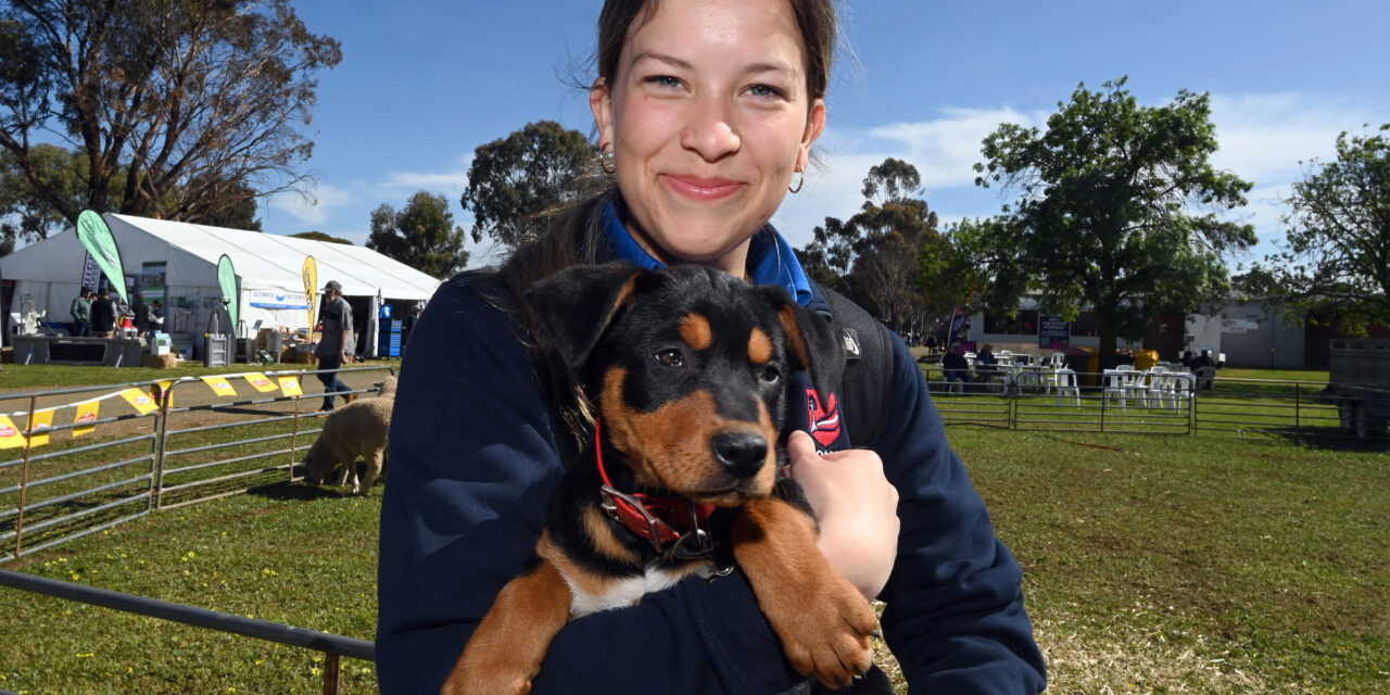 Sun and tractors draw crowds