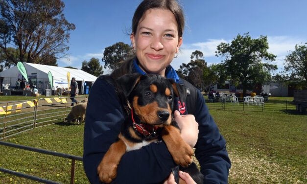 Sun and tractors draw crowds